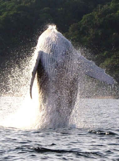 Avistamiento de Ballenas
