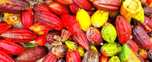 Tour del Cacao en Tmesis <br>desde Medelln