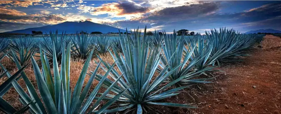 Viaje a Guadalajara, <br>Tequila y México<br> desde Colombia 2023