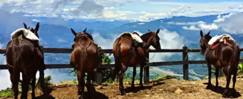 Paseo a Caballo en Hacienda Santa Isabel en Fredonia<br>desde Medelln