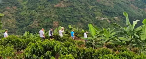 Caminata por Cafetales y Montaas en Salgar<br>desde Medelln