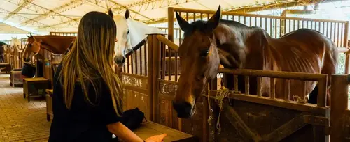 Tour Conexin Equina en Medelln