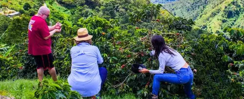 Caf de la Cima: Experiencia Cafetera en Fredonia