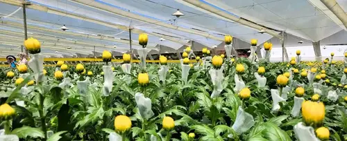 Entre Flores de Exportacin en La Ceja