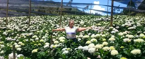 Tour de las Hortensias en La Ceja