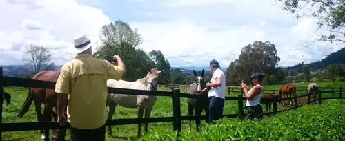 Tour Criadero de Caballos en La Ceja