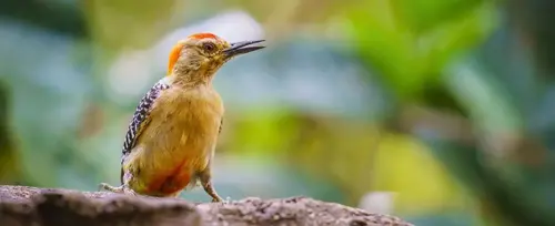 Avistamiento de aves en San Rafael