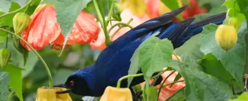 Avistamiento de aves en el parque Arv�