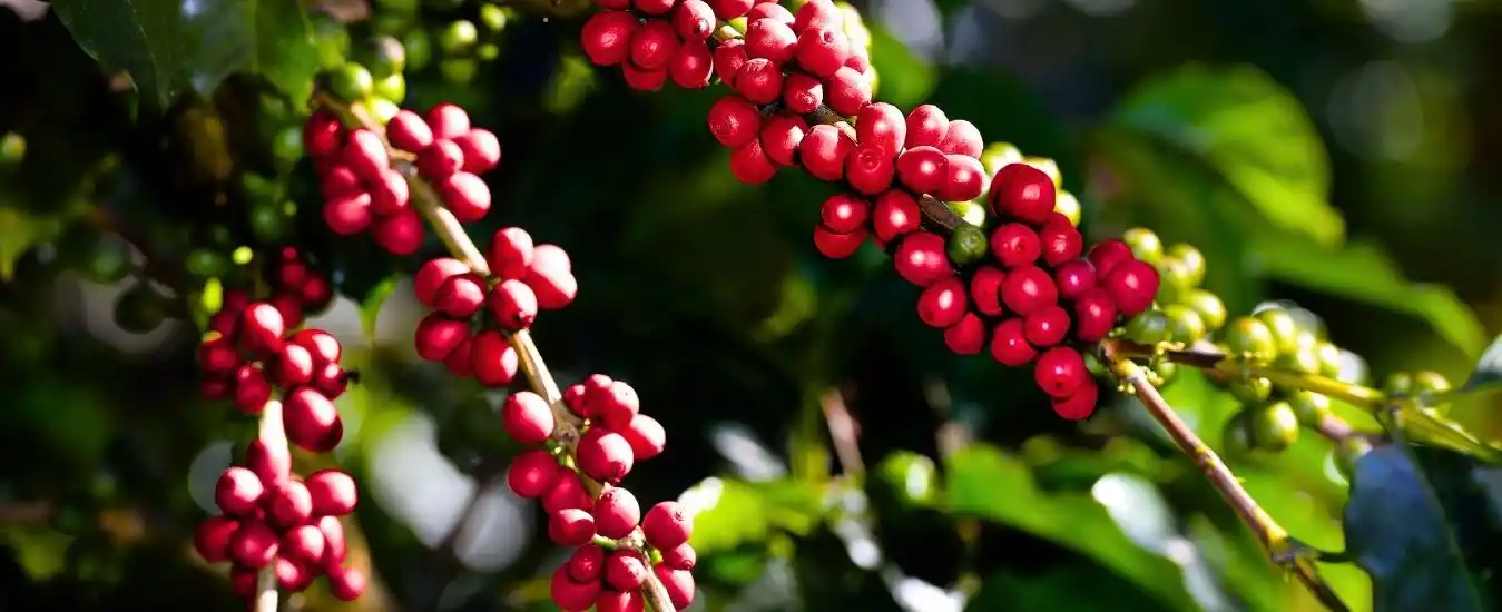  Tour Cafetero Jardin