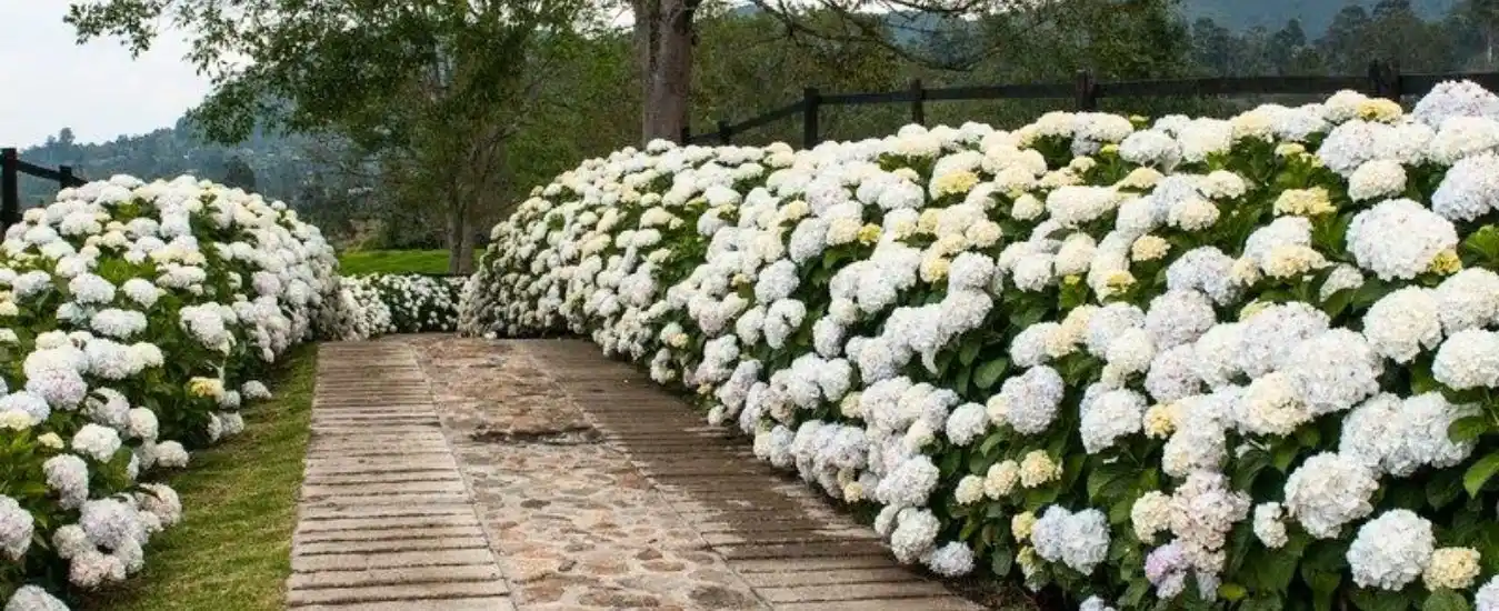 Tour de las Hortensias