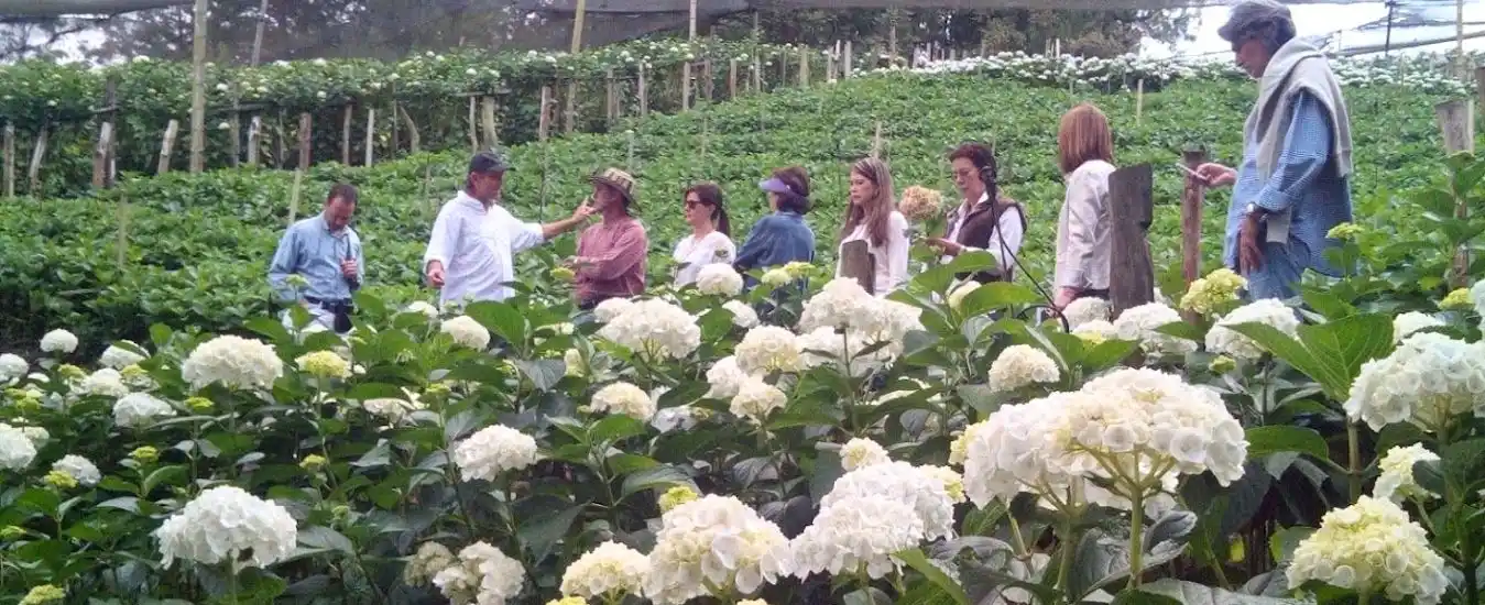 Tour de las Hortensias
