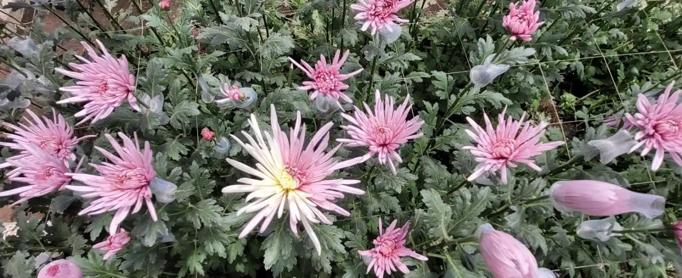 Tour Entre Flores La Ceja