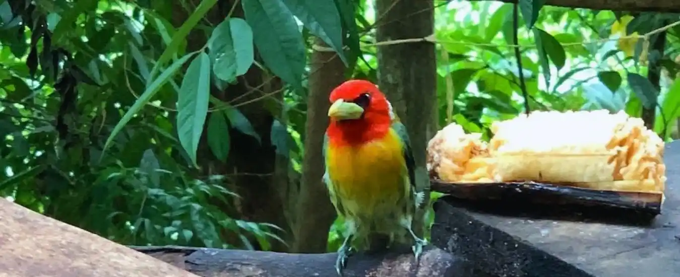 Tour Aves en San Rafael
