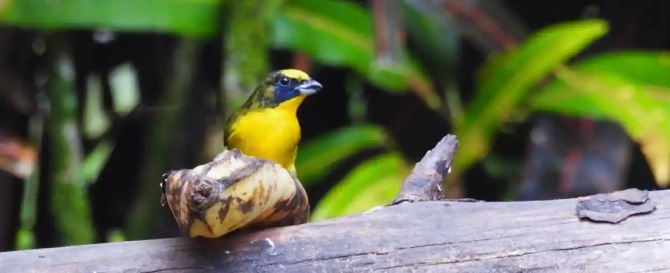 Tour Aves en San Rafael