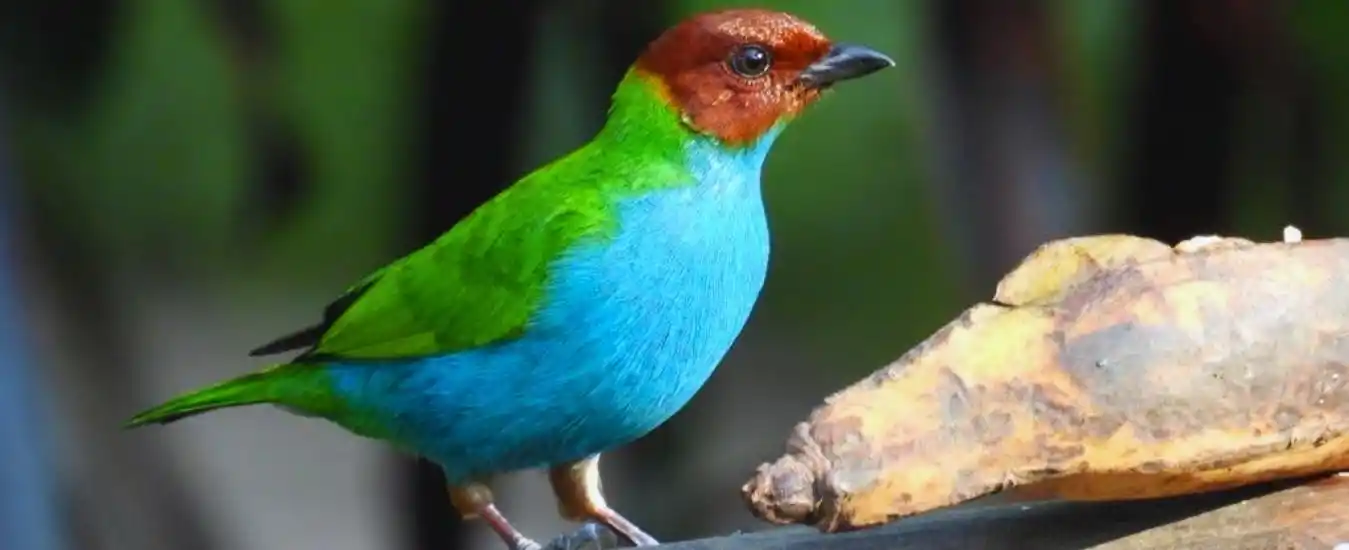 Tour Aves en San Rafael