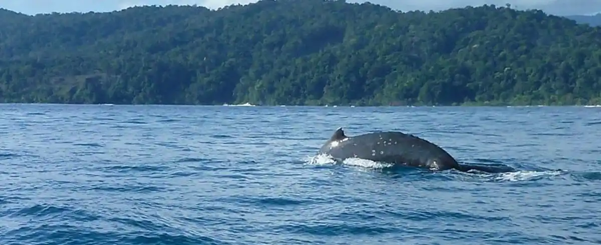 Viajes a Nuqui Colombia
