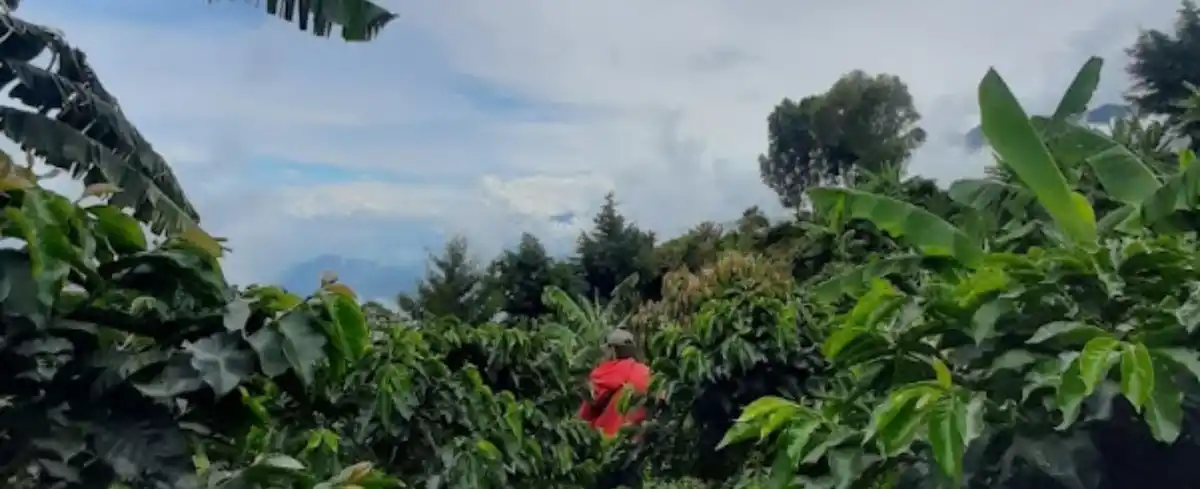 Baristas en Medellín