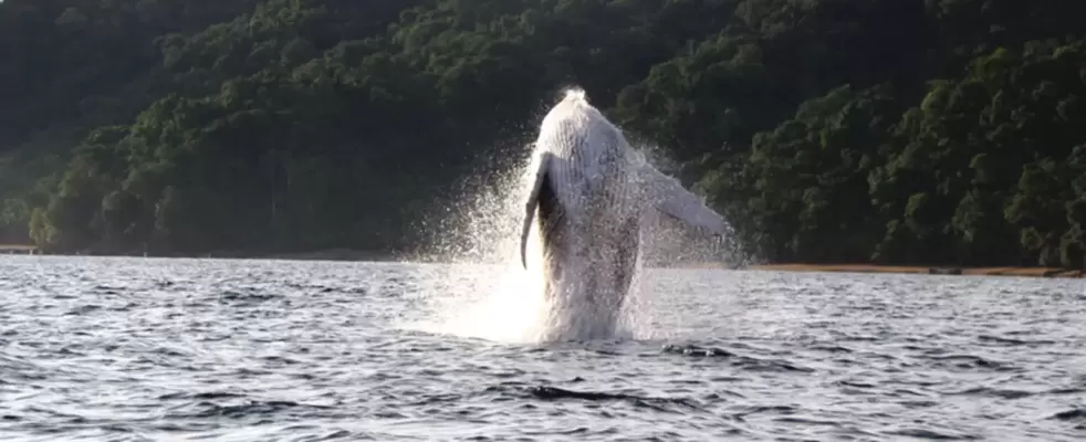 Plan Ballenas Hotel Playa de Oro <br> Bahía Solano - 2026