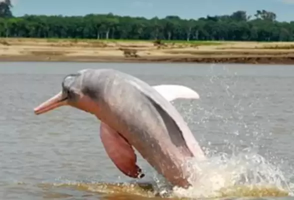 Imagen de Hotel Decameron Decalodge Ticuna