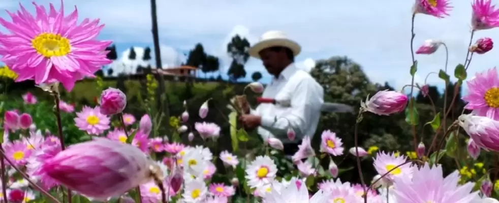 Imagen de Programación Feria de las Flores 2025 🌹