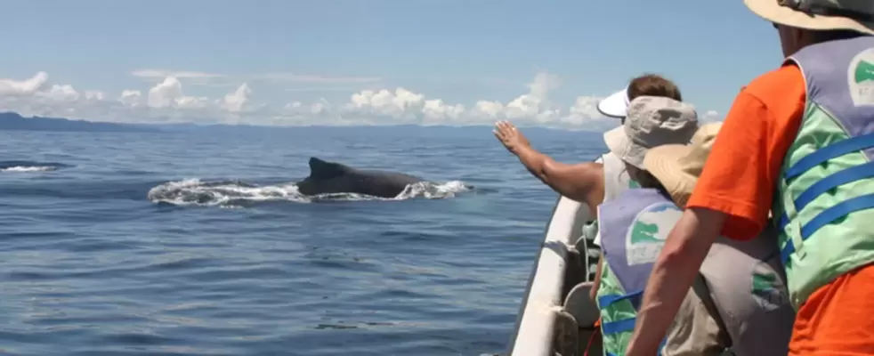 Avistamiento de Ballenas Ecolodge El Almejal <br>Bahía Solano - 2026