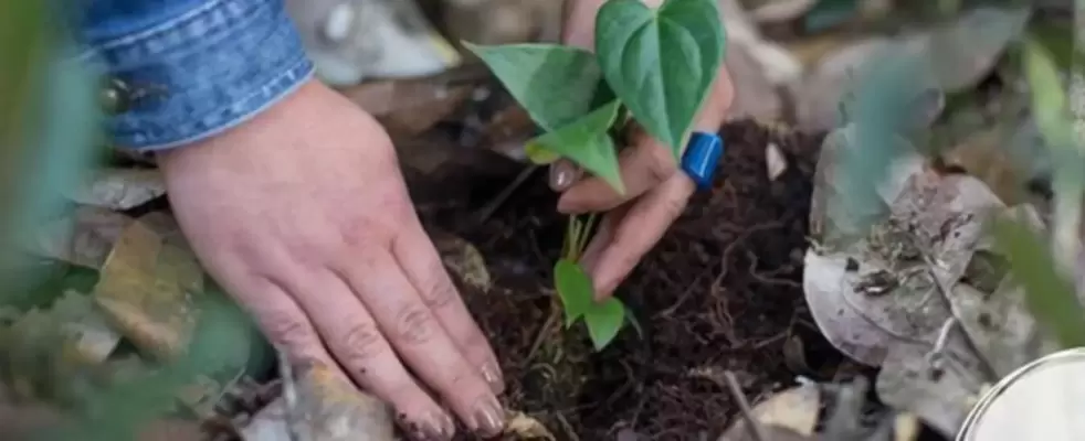 Imagen de Siembra de Árboles Parque Arví