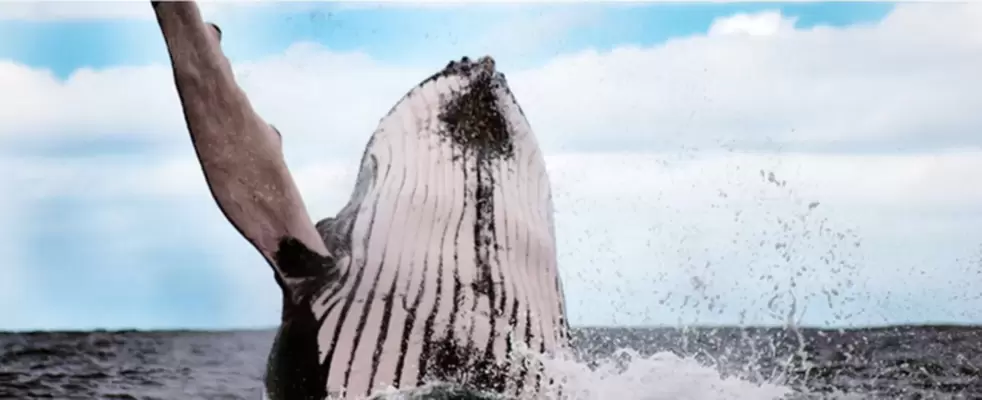 Imagen de Plan Ballenas Hotel Playa Alegre <br>Bahía Solano - 2026