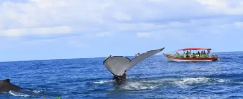 Imagen de Avistamiento de Ballenas Ecohotel La Joviseña <br>Nuquí - 2026