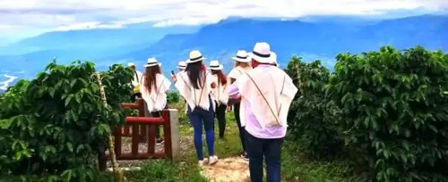 Imagen de Tour del Café Finca Santa Isabel Fredonia <br>desde Medellín