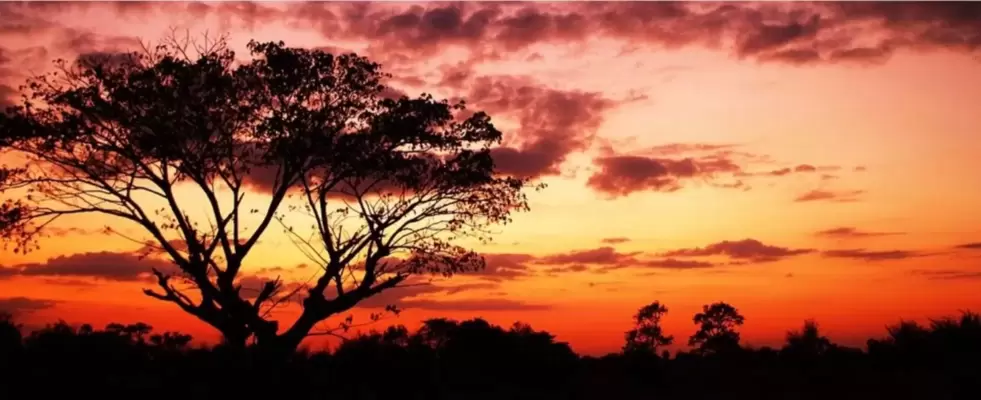 Imagen de Excursión Terrestre a los Llanos Orientales desde Medellín <br> 2026