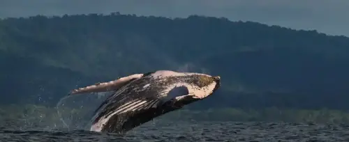 Plan avistamiento de ballenas en el hotel La Bayka Nuquí - 2026