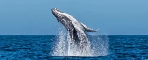 Plan de Ballenas Hotel Playa Dubai </br> Bahía Solano 2025