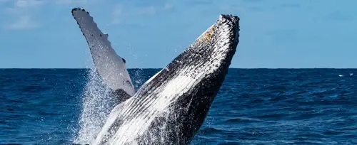 Plan avistamiento de ballenas hotel Bonito Amanecer - 2026