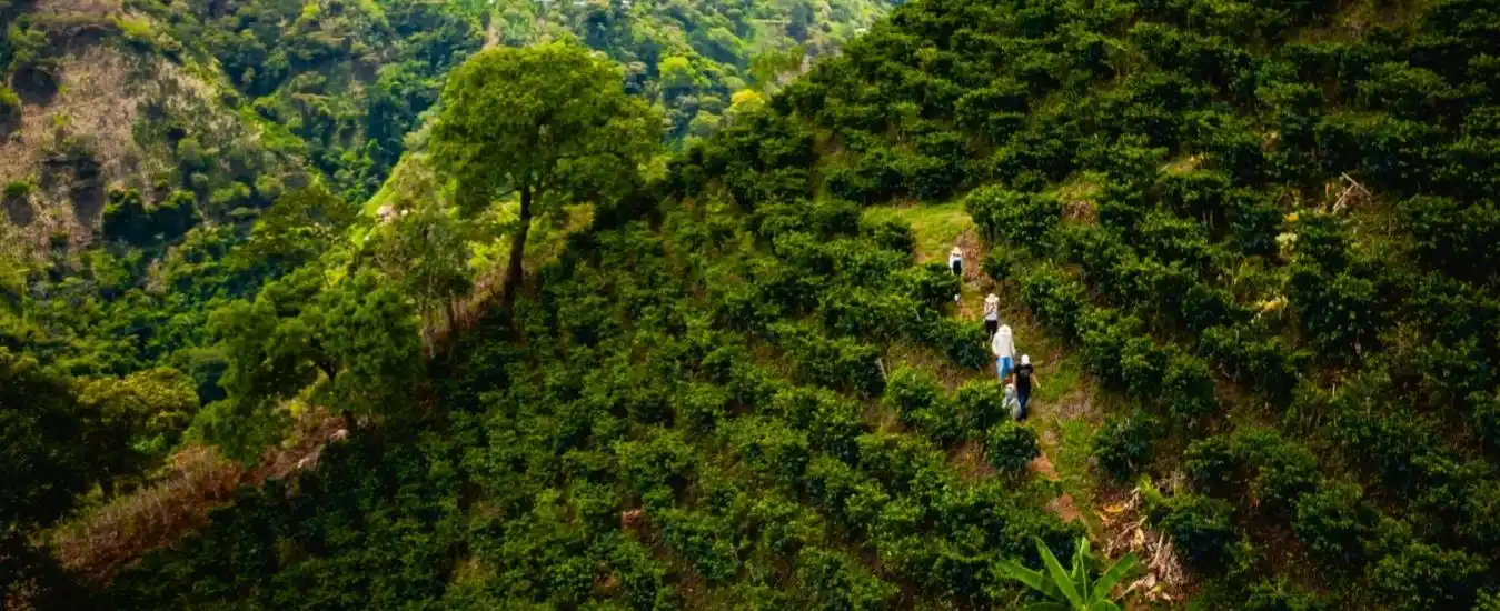 Tour Cafetero desde Medellin