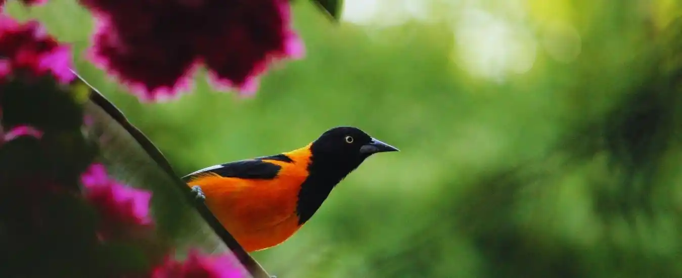 Tour Aves en Jerico