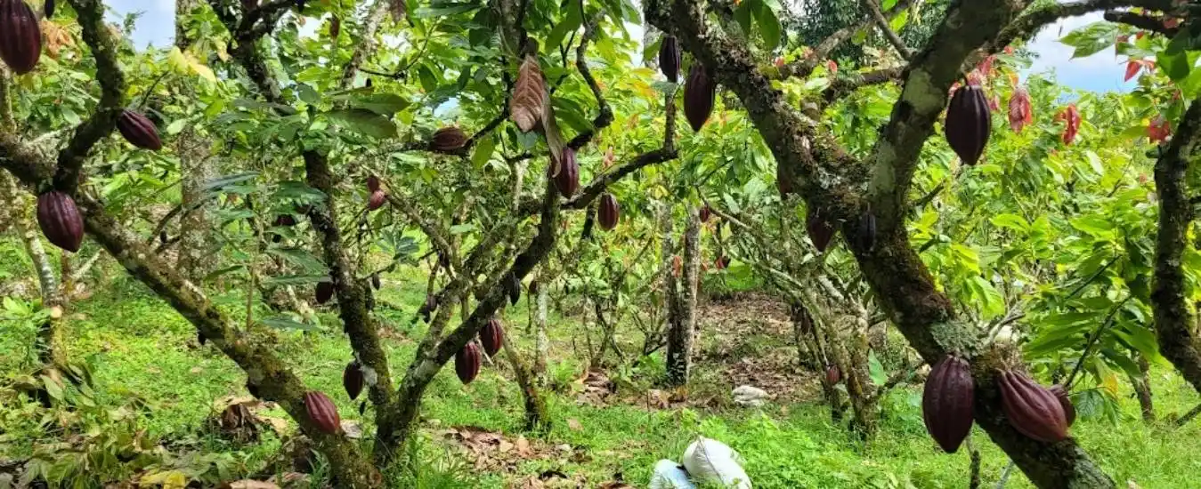 Tour Cacao en Tmesis