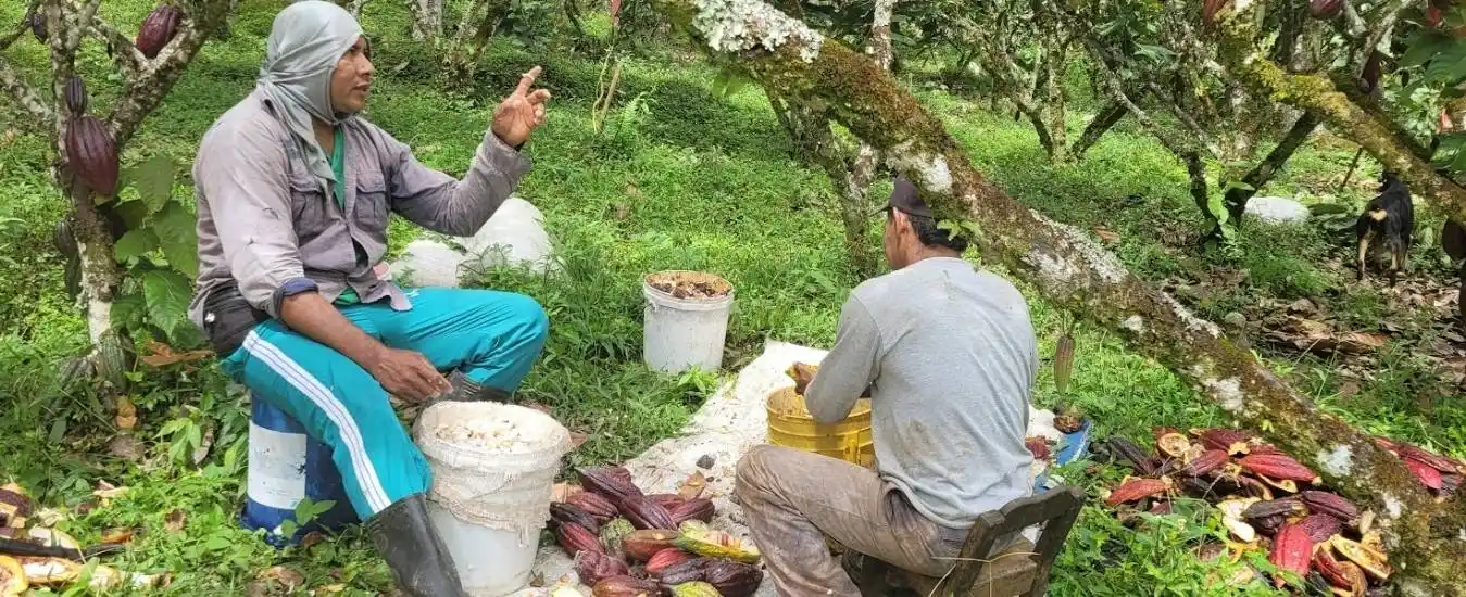 Tour Cacao en Tmesis