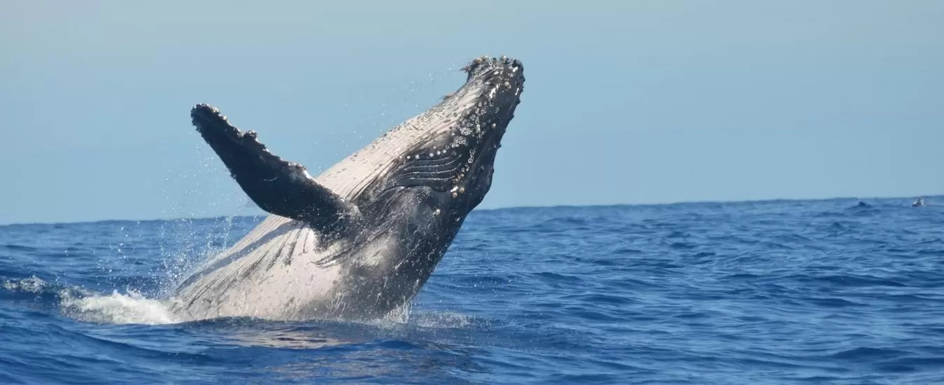 Avistamiento de Ballenas Nuqu desde Cartago Ecohotel Jovisea 2023