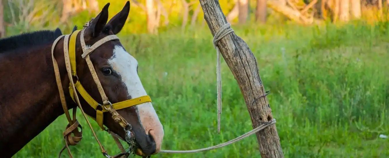 Tour Cabalgata en Jardn<br>desde Medelln